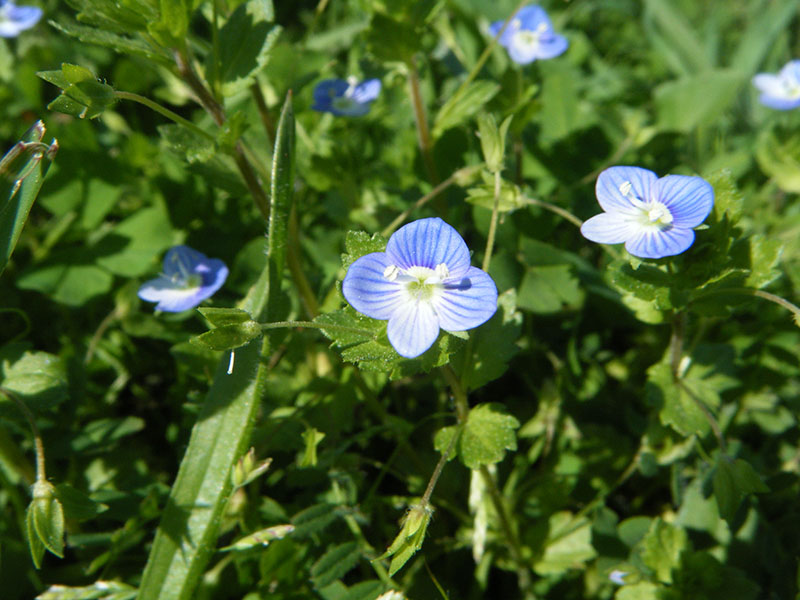 veronica polita (vernoica)